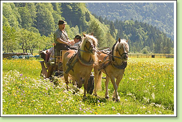 Kutschfahrt im Graswangtal
